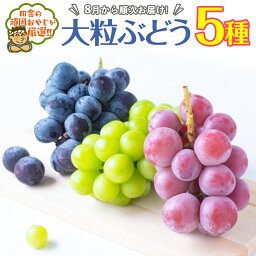 【ふるさと納税】大粒ぶどう5種【令和6年8月より発送開始】田舎の頑固おやじが厳選！