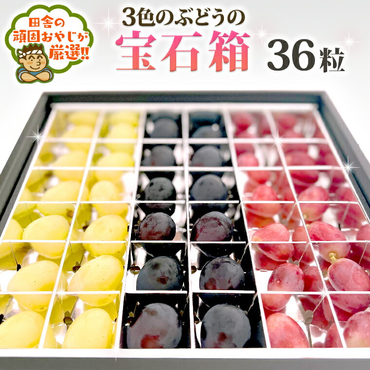 3色ぶどうの宝石箱　【令和6年10月上旬より発送開始】　田舎の頑固おやじが厳選！ 旬 フルーツ 詰め合わせ 果物 秋