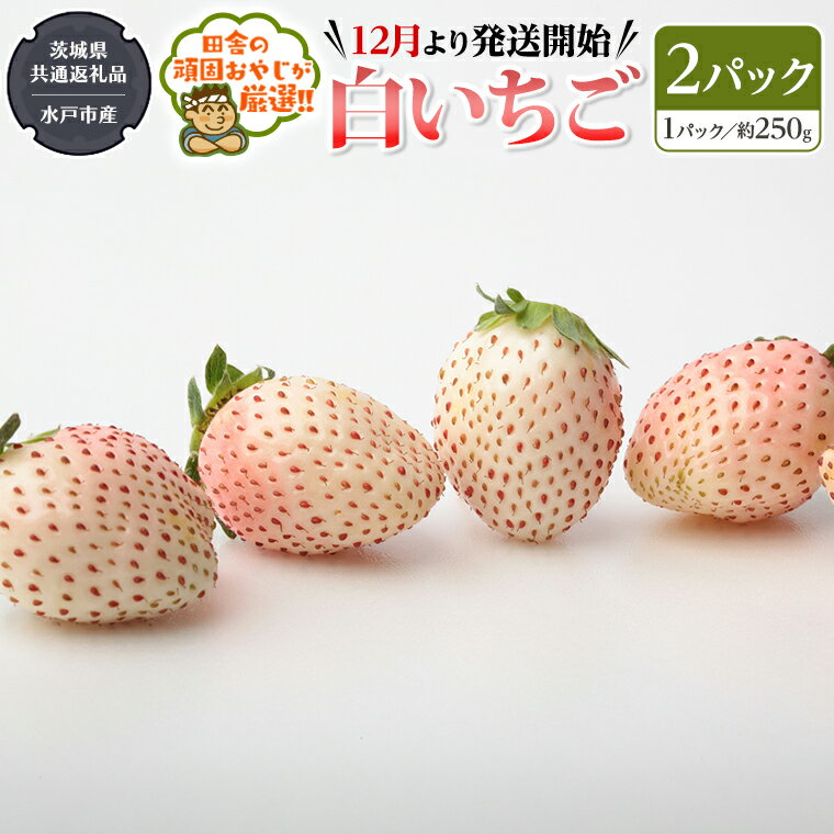 【ふるさと納税】白いちご約250g×2パック【令和6年12月より発送開始】（茨城県共通返礼品：水戸市産）田舎の頑固おやじが厳選！ 茨城県 県産 人気 厳選 果物 くだもの 旬 旬の果物 旬のフルーツ