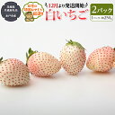 29位! 口コミ数「0件」評価「0」白いちご約250g×2パック【令和6年12月より発送開始】（茨城県共通返礼品：水戸市産）田舎の頑固おやじが厳選！ 茨城県 県産 人気 厳選 ･･･ 