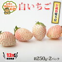 4位! 口コミ数「0件」評価「0」＜お歳暮熨斗付＞白いちご約250g×2パック 【令和6年12月より発送開始】 田舎の頑固おやじが厳選！ 茨城県 県産 つくばみらい市 人気 ･･･ 