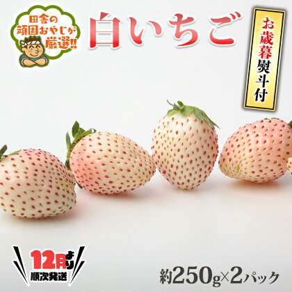 ＜お歳暮熨斗付＞白いちご約250g×2パック 【令和6年12月より発送開始】 田舎の頑固おやじが厳選！ 茨城県 県産 つくばみらい市 人気 厳選 果物 くだもの 旬 旬の果物 旬のフルーツ 白イチゴ 白いちご 白苺 いちご イチゴ 苺 熨斗 熨斗付き お歳暮 御歳暮