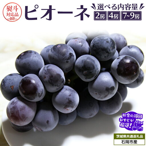 【ふるさと納税】\ 選べる房数・熨斗対応 / ピオーネ 【2025年7月より発送開始】 (茨城県共通返礼品:かすみがうら市産) 田舎の頑固おやじが厳選! ぶどう ブドウ 葡萄 大粒 ギフト お中元 甘い フルーツ 美味しい 【ふるさと納税】\ 選べる房数・熨斗対応 / ピオーネ 【2025年7月より発送開始】 (茨城県共通返礼品:かすみがうら市産) 田舎の頑固おやじが厳選! ぶどう ブドウ 葡萄 大粒 ギフト お中元 甘い フルーツ 美味しい
