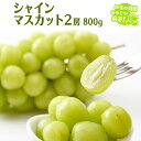【ふるさと納税】 シャインマスカット 800g 2房 【9月より発送開始】田舎の頑固おやじが厳選! マスカット 種なし ギフト 高糖度 大粒 ぶどう 甘い 美味...