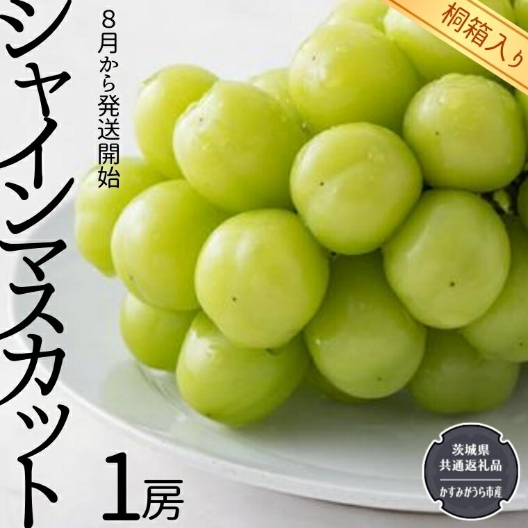 [ 桐箱入り ] シャインマスカット 1房 [令和6年8月から発送開始](県内共通返礼品:かすみがうら市産) 果物 フルーツ ぶどう マスカット ギフト 贈答 プレゼント 桐箱