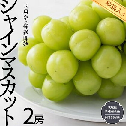 【 桐箱入り 】 シャインマスカット 2房 【令和6年8月から発送開始】（県内共通返礼品：かすみがうら市産） 果物 フルーツ ぶどう マスカット ギフト 贈答 プレゼント 桐箱