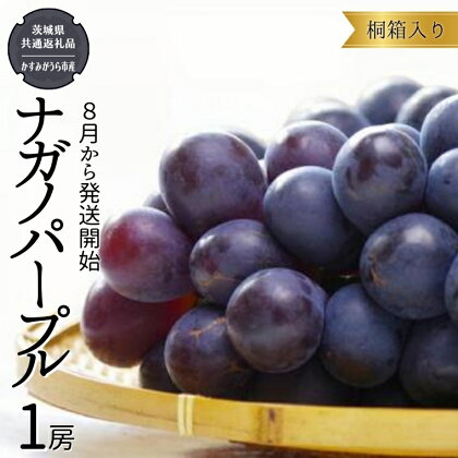 【 桐箱入り 】 ナガノパープル 1房 【令和6年8月から発送開始】（県内共通返礼品：かすみがうら市産） 果物 フルーツ マスカット ぶどう ギフト 贈答 プレゼント 桐箱