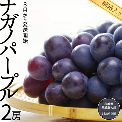 【 桐箱入り 】 ナガノパープル 2房 【令和6年8月から発送開始】（県内共通返礼品：かすみがうら市産） 果物 フルーツ マスカット ぶどう ギフト 贈答 プレゼント 桐箱