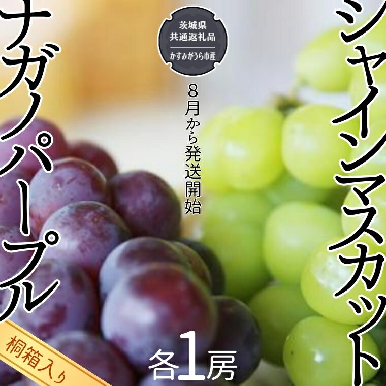 [ 桐箱入り ] [ 桐箱入り ] シャインマスカット 1房 と ナガノパープル 1房 [令和6年8月から発送開始](県内共通返礼品:かすみがうら市産) 果物 フルーツ マスカット ぶどう ギフト 贈答 プレゼント 桐箱