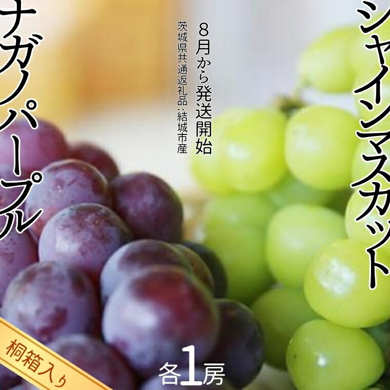 楽天茨城県つくばみらい市【ふるさと納税】【 桐箱入り 】 シャインマスカット 1房 と ナガノパープル 1房 【8月から発送開始】（茨城県共通返礼品 [ぶどう]：結城市産） 果物 フルーツ マスカット ぶどう ギフト 贈答 プレゼント 桐箱