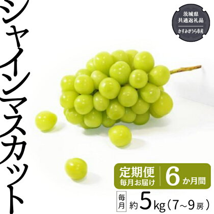 【定期便】 シャインマスカット 7～9房(約5kg) × 6か月連続お届け！ 【令和6年8月から発送開始】 （県内共通返礼品：かすみがうら市産） 定期便 毎月 シャインマスカット マスカット ぶどう ブドウ フルーツ 果物