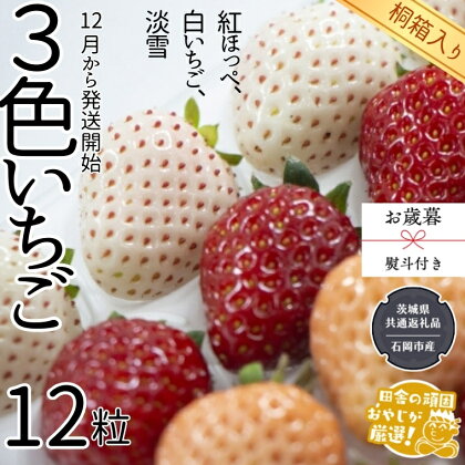 【 お歳暮 熨斗付 】【 桐箱入り 】大粒3色いちご 12粒【令和6年12月から発送開始】（県内共通返礼品：石岡市産） いちご イチゴ 苺 白イチゴ 白いちご