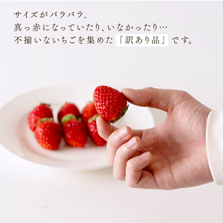 【ふるさと納税】【訳あり】いちご 4kg【2026年1月から発送開始】 （茨城県共通返礼品 [いちご]：城里町産） いちご 苺 イチゴ 訳あり
