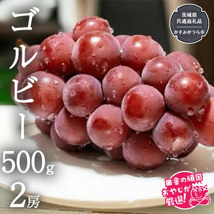 ゴルビー 500g ×2房【令和6年9月より発送開始】（茨城県共通返礼品：かすみがうら市産） ぶどう ブドウ 葡萄 果物 フルーツ 茨城県産