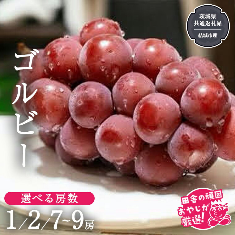 【ふるさと納税】＼ 選べる房数 ／ ゴルビー （ ぶどう ）【2025年9月より発送開始】（茨城県共通返礼品 [ぶどう]：結城市産）ぶどう ゴルビー 果物 フルーツ 季節 旬