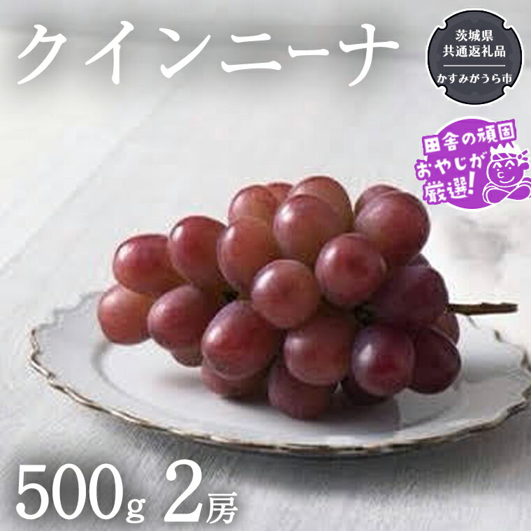 クインニーナ 500g×2房[令和6年9月より発送開始](茨城県共通返礼品:かすみがうら市産) ぶどう ブドウ 葡萄 果物 フルーツ 茨城県産