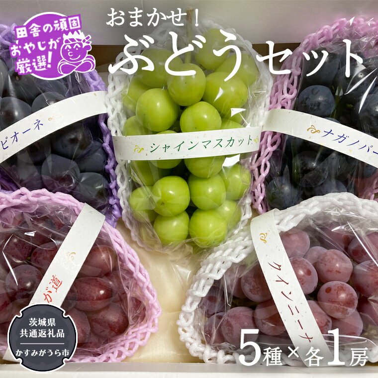 おまかせ!ぶどうセット 5品種×各1房[令和6年9月より発送開始](茨城県共通返礼品:かすみがうら市産) ぶどう ブドウ 葡萄 果物 フルーツ 茨城県産