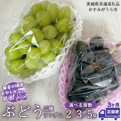 【ふるさと納税】\ 選べる房数 / 【 定期便 】 ぶどう 品種 ランダム セット 【2025年8月から3か月連続で発送】 (茨城県共通返礼品:かすみがうら市産) ブドウ 葡萄 果物 フルーツ 茨城県産 【ふるさと納税】\ 選べる房数 / 【 定期便 】 ぶどう 品種 ランダム セット 【2025年8月から3か月連続で発送】 (茨城県共通返礼品:かすみがうら市産) ブドウ 葡萄 果物 フルーツ 茨城県産