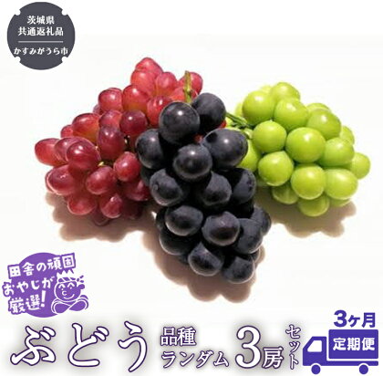 【定期便】ぶどう 品種ランダム3房セット【令和6年8月から3か月連続で発送】（茨城県共通返礼品：かすみがうら市産） ブドウ 葡萄 果物 フルーツ 茨城県産