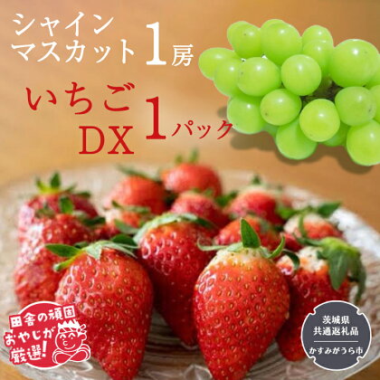 シャインマスカット1房といちごDX1パック【令和6年12月より発送開始】（茨城県共通返礼品：かすみがうら市産） 詰め合わせ 果物 フルーツ 茨城県産