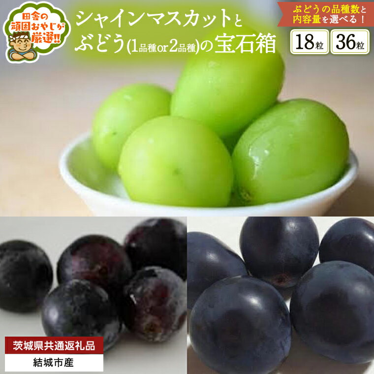 【ふるさと納税】＼ 選べる品種・粒数 ／ 「粒々ぶどう36粒」 シャインマスカット と ぶどう2品種の宝石箱【2025年8月より発送開始】（茨城県共通返礼品 [ぶどう]：結城市産） ぶどう ブドウ 葡萄 果物 フルーツ 茨城県産