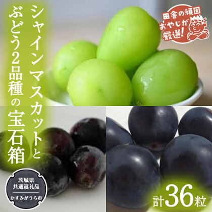 「粒々ぶどう36粒」 シャインマスカット と ぶどう2品種の宝石箱【令和6年8月より発送開始】（茨城県共通返礼品：かすみがうら市産） ぶどう ブドウ 葡萄 果物 フルーツ 茨城県産