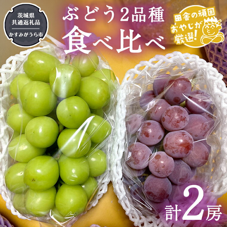 【ふるさと納税】ぶどう2品種食べ比べ（各1房ずつ）【令和5年8月より発送開始】（茨城県共通返礼品：かすみがうら市産） ブドウ 葡萄 果物 フルーツ 茨城県産