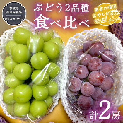 ぶどう2品種食べ比べ（各1房ずつ）【令和5年8月より発送開始】（茨城県共通返礼品：かすみがうら市産） ブドウ 葡萄 果物 フルーツ 茨城県産