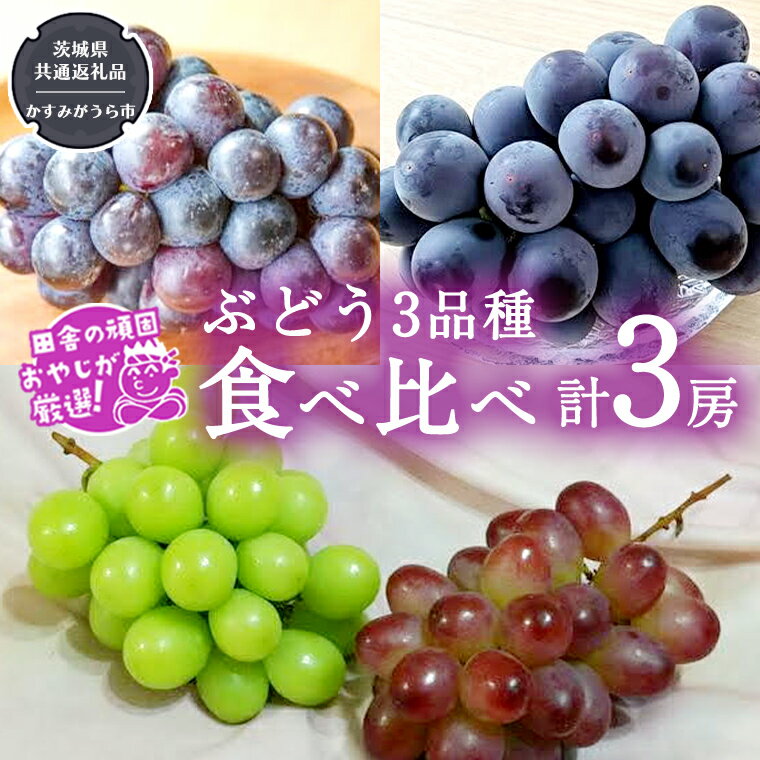 【ふるさと納税】ぶどう3品種食べ比べ（各1房ずつ）【令和5年8月より発送開始】（茨城県共通返礼品：かすみがうら市産） ブドウ 葡萄 果物 フルーツ 茨城県産 1