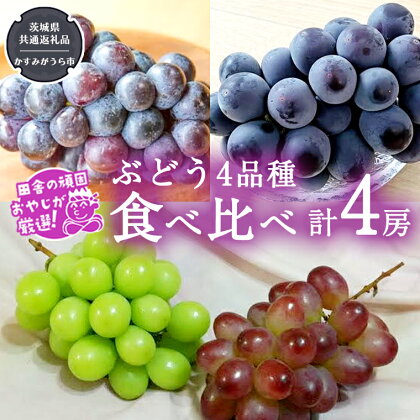 ぶどう4品種食べ比べ（各1房ずつ）【令和5年8月より発送開始】（茨城県共通返礼品：かすみがうら市産） ブドウ 葡萄 果物 フルーツ 茨城県産