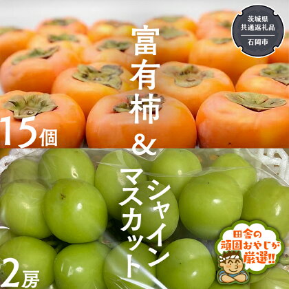 富有柿15個 と シャインマスカット2房【令和6年11月より発送開始】（茨城県共通返礼品：石岡市産） 詰め合わせ 果物 フルーツ 茨城県産