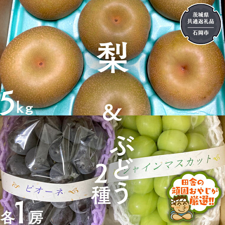 【ふるさと納税】梨5kg と ぶどう 2品種(各1房)【令和6年8月より発送開始】（茨城県共通返礼品：石岡市産） 詰め合わせ 果物 フルーツ 茨城県産