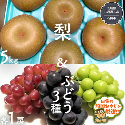 梨5kg と ぶどう 3品種（各1房）【令和6年8月より発送開始】（茨城県共通返礼品：石岡市産） 詰め合わせ 果物 フルーツ 茨城県産