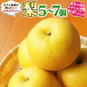 梨 【ふるさと納税】梨5～7個【令和6年9月より発送開始】 田舎の頑固おやじが厳選！ ギフト フルーツ 果物