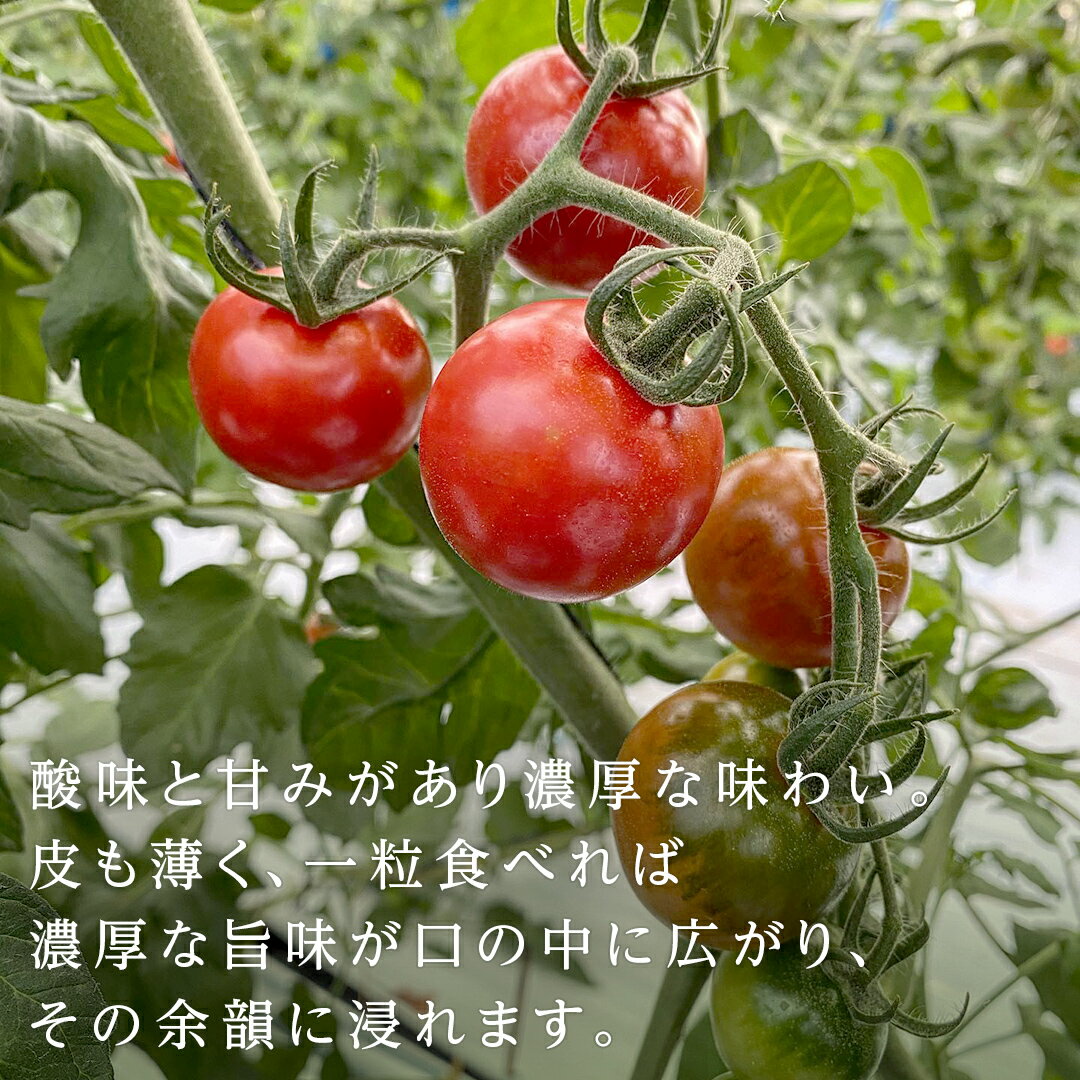 【ふるさと納税】フルーツミニトマト 約1kg 【2026年1月10日発送開始】 フルーツミニトマト ミニトマト とまと リコピン フルーツトマト 野菜