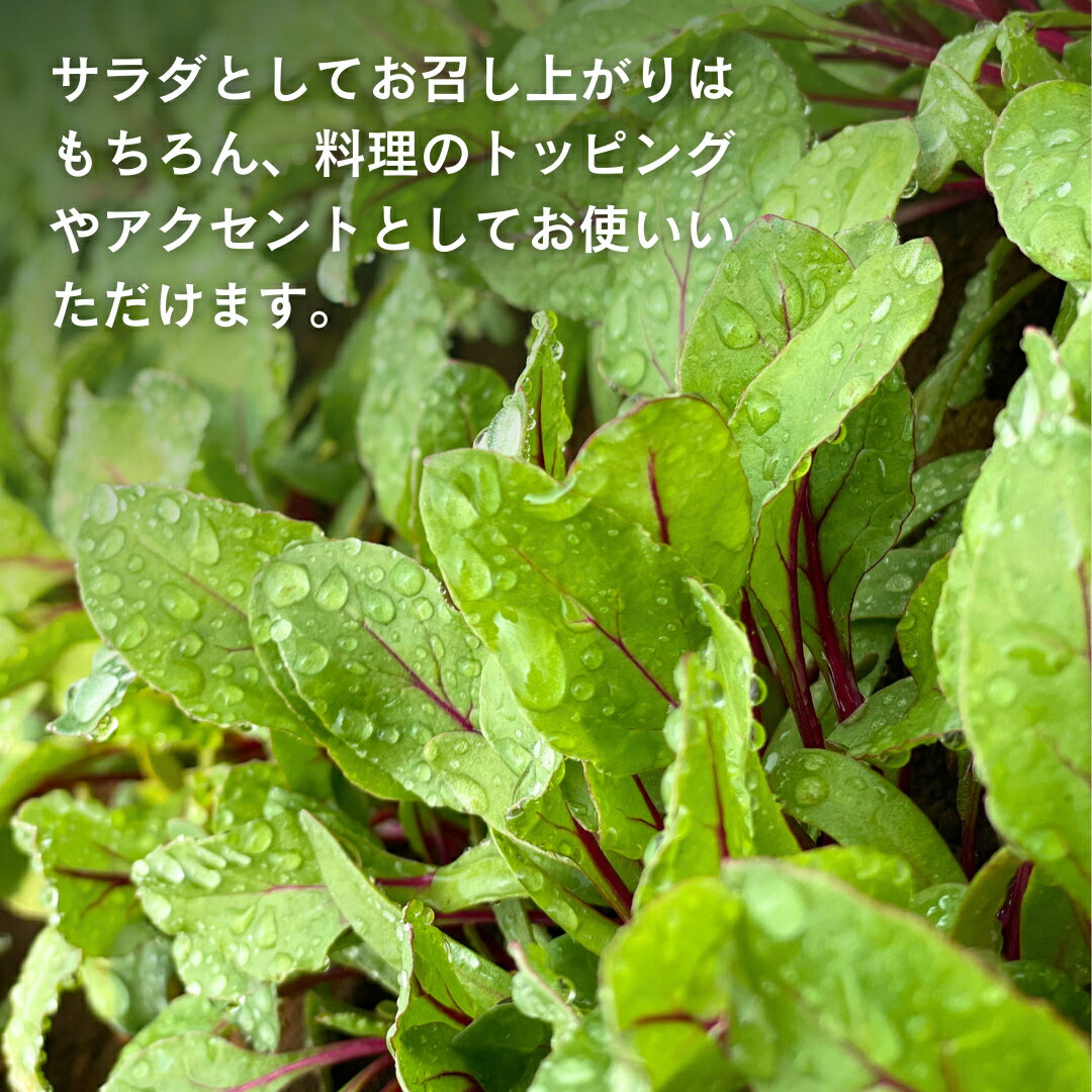 【ふるさと納税】黒澤農園 の ベビーリーフサラダ （ 50g × 6パック ） 使い切りサイズ ベビーリーフ サラダ 生野菜 食べやすい 若葉 使い切り 旬 新鮮 国産 彩り 大容量