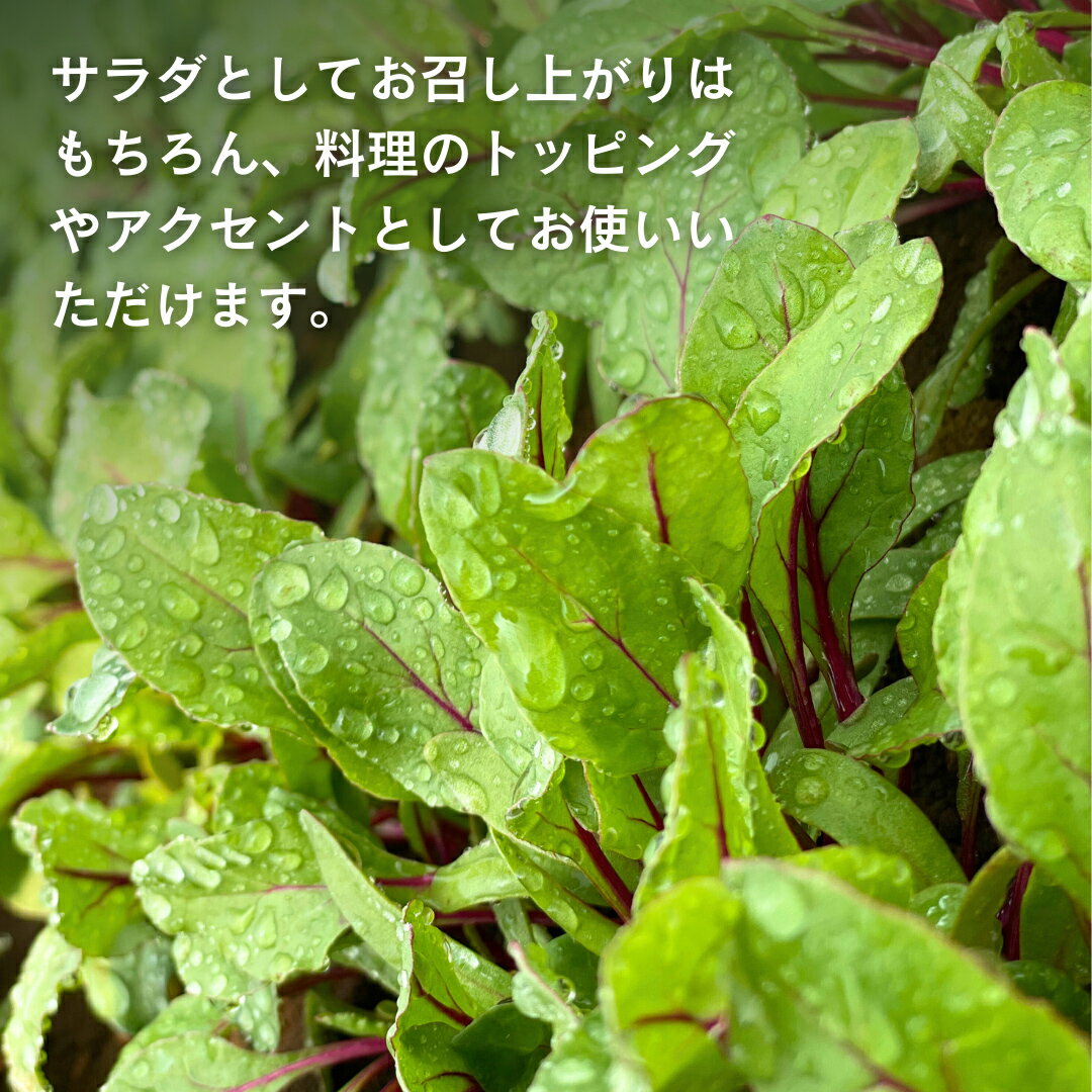 【ふるさと納税】【 簡易包装 】 黒澤農園 の ベビーリーフサラダ 330g×1袋 訳アリ 訳あり 規格外 生育 わけあり フードロス 削減 ベビーリーフ サラダ 生野菜 食べやすい 若葉 ファミリー 旬 新鮮 国産 彩り