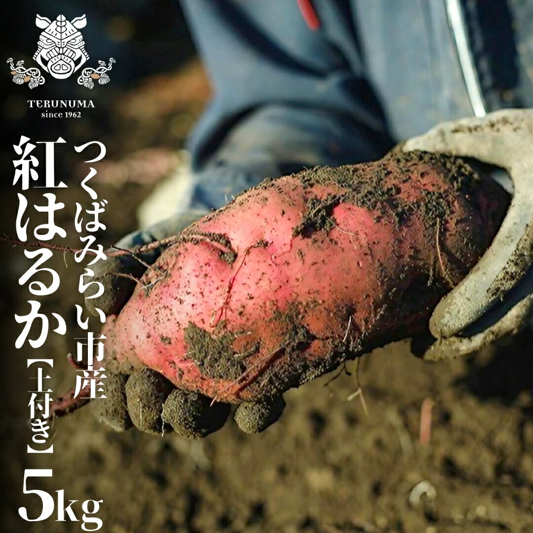 【ふるさと納税】つくばみらい市産 さつまいも 紅はるか 土付き5kg サイズ未選別 サツマイモ つくばみらい いも 照沼 食物繊維