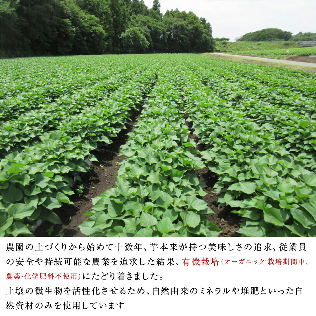 【ふるさと納税】 干しいも 紅はるか 標準品 丸干し 150g×4袋 セット つくばみらい さつまいも 訳あり シロタ 干し芋 丸干し いも 照沼 食物繊維 農薬不使用 化学肥料不使用 不使用