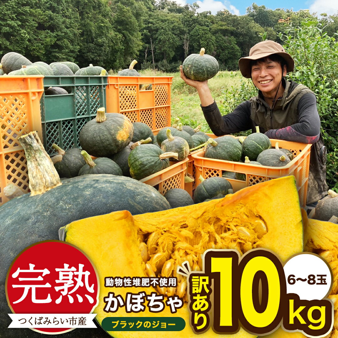 ＼ 選べる内容量/ [ 訳アリ ]完熟かぼちゃ ブラックのジョー 5kg / 10kg かぼちゃ 生かぼちゃ ほくほく ねっとり 甘い 国産 茨城県産 訳アリ お取り寄せ 野菜 国産