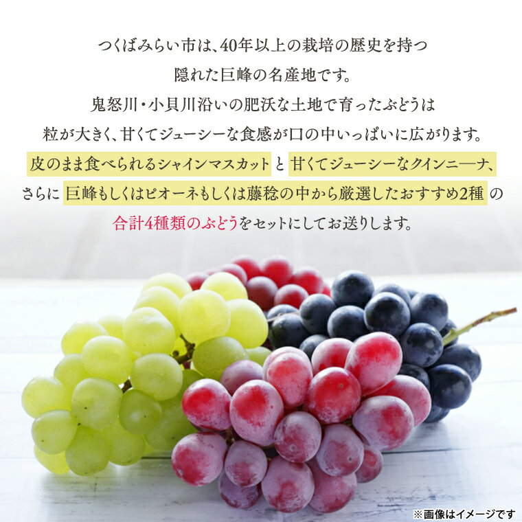 【ふるさと納税】【 先行予約 数量限定 期間限定 】絶品！飯泉ぶどう園の おすすめ ぶどう 4種 （ シャインマスカット ＆ クインニ―ナ ＆ 巨峰 or ピオーネ or 藤稔 ）食べ比べ 贅沢セット（ 合計 4房 ） 2025年8月下旬～発送開始 贅沢 飯泉ぶどう園 産直 新鮮 採れたて