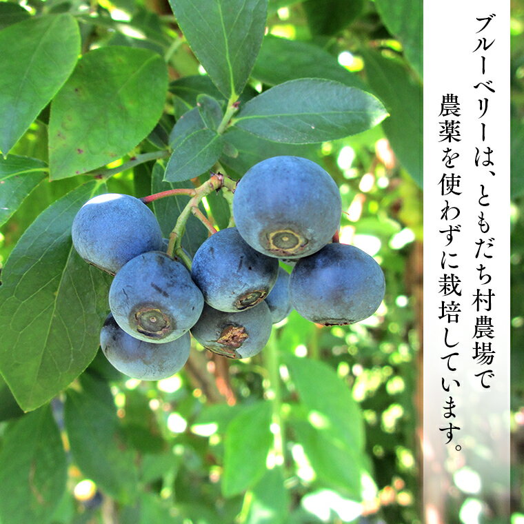 【ふるさと納税】手作り ブルーベリー ジャム 150g×3本 手作りジャム 無添加 農薬無使用 自家農場 果物 就労継続支援 フルーツ おいしい