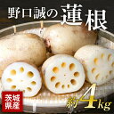 【ふるさと納税】野口誠の蓮根 約4kg れんこん レンコン 蓮根 野菜 国産 期間限定 57-A