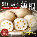 【ふるさと納税】【 冬季限定 贈答用 】 野口誠の蓮根 約4kg れんこん レンコン 蓮根 野菜 国産 期間限定 57-B