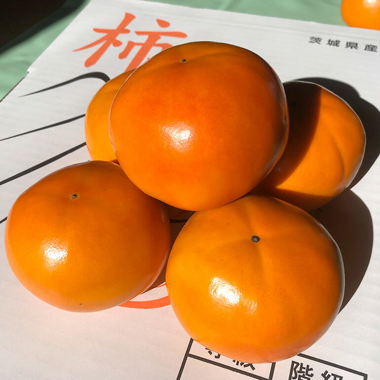 【ふるさと納税】 【数量限定・先行予約】 富有柿 L 16玉 柿 かき カキ 果物 くだもの フルーツ (茨城県共通返礼品 石岡市) 67-A