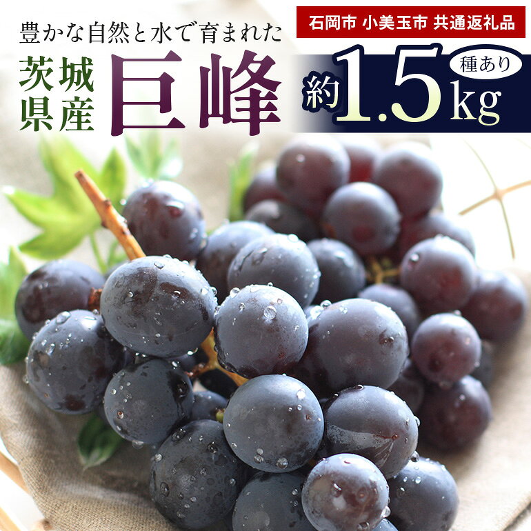 [数量限定・先行予約] 巨峰 約1.5kg(種あり) [8月20日〜9月30日発送予定] ぶどう ブドウ 葡萄 果物 くだもの フルーツ(石岡市 小美玉市 共通返礼品)67-E