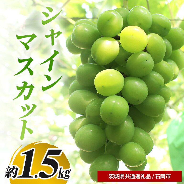 [数量限定・先行予約]シャインマスカット 約1.5kg(茨城県共通返礼品 石岡市) 67-F