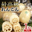 【ふるさと納税】【最高級Bigれんこん珠美】真空品 1kg 期間限定 れんこん 真空 パック 保存 レンコン 蓮根 贈答 お祝い 贈り物 国産 77-C
