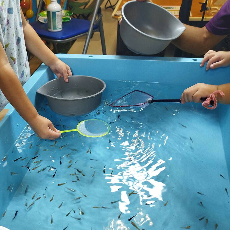 【ふるさと納税】メダカ1匹選別用 タモ網（丸型・長め） 5本セット 83-F