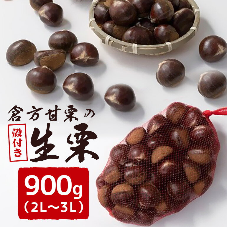 【ふるさと納税】【数量限定・期間限定】 倉方甘栗の生栗 殻付き 約900g 2L〜3L 栗 和栗 くり 生栗 自然 倉方 甘栗 果物 フルーツ 日本 国産 茨城 55-E ＜11月から12月20日まで順次発送予定＞
